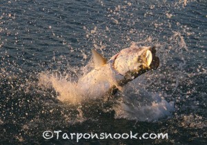 Copyright © 2013-tarponsnook.com