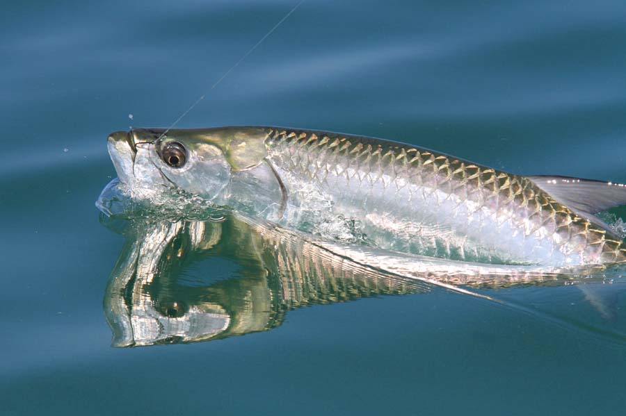 tarpon_0818lr - Fort Myers Tarpon Fishing Charters